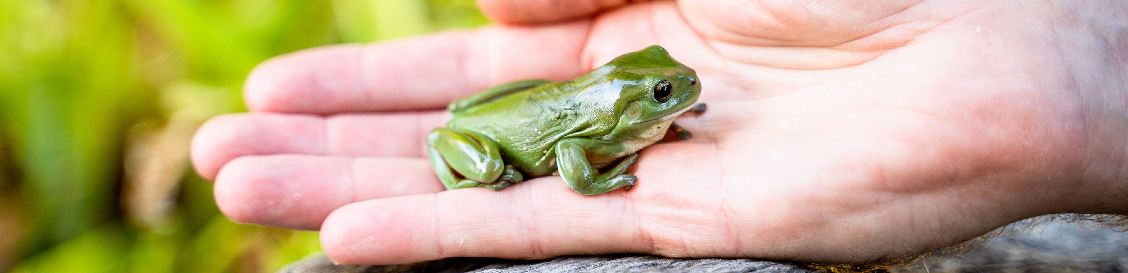 frog on the palm of a hand